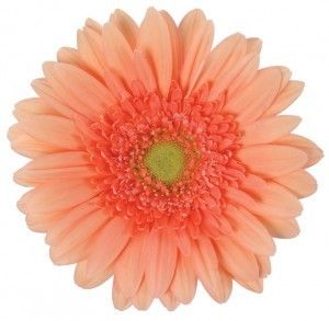 peach gerbera | Bride & Blossom