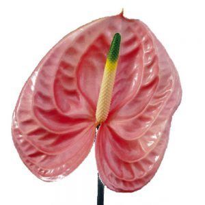 Anthurium - Pink