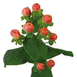 Hypericum Berries - Peach